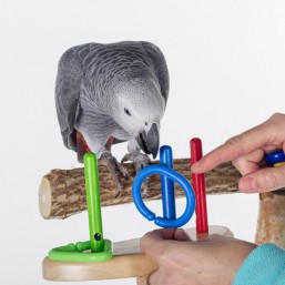 Parrots and other animals