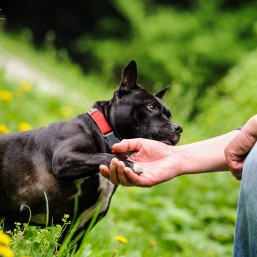What is positive reinforcement?